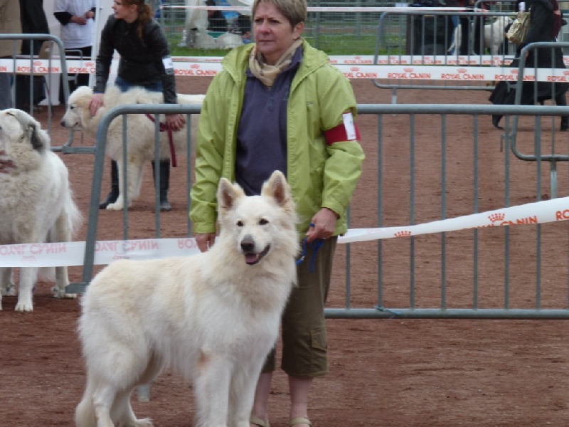 Falkindy Of haely's future - 1er excellent CACS - classe ouverte