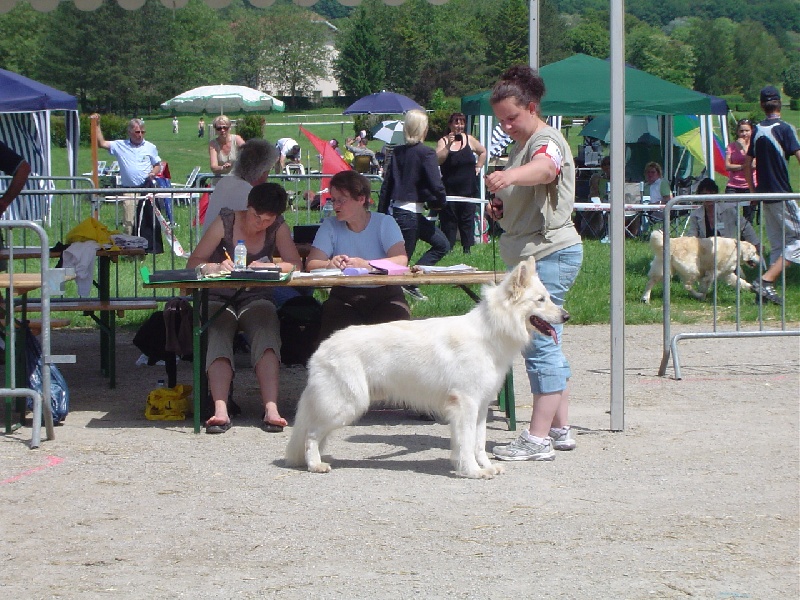 Falkindy Of haely's future - 1er excellent classe ouverte + RCACS