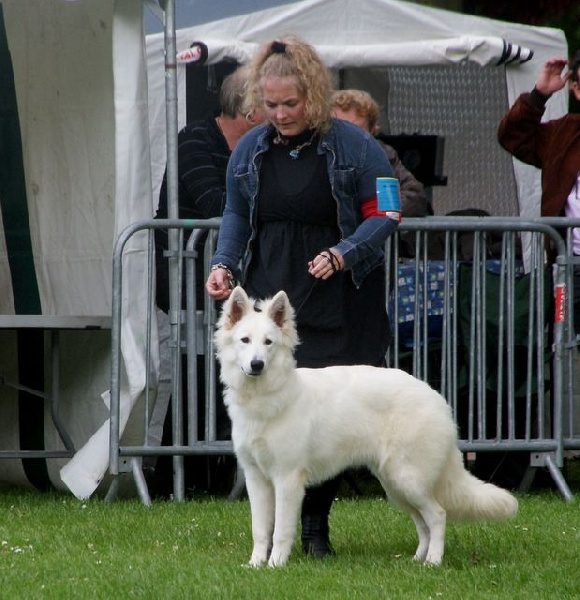 CH. Gella grinta forever L'aige de la tournelle - TRES PROMETTEUR - MEILLEUR PUPPY
