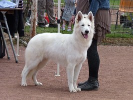CH. Gella grinta forever L'aige de la tournelle - Très prometteur - MEILLEUR PUPPY