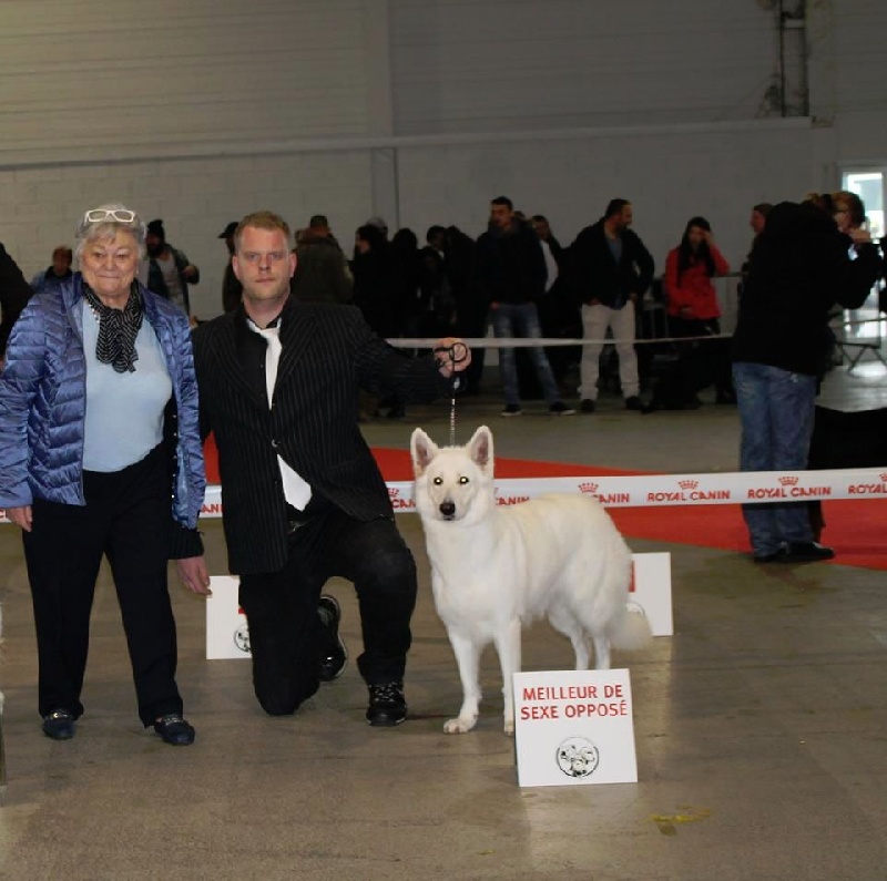 CH. Gella grinta forever L'aige de la tournelle - R CACIB