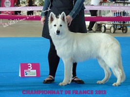 CH. Gella grinta forever L'aige de la tournelle - 3ème excellent - classe jeune