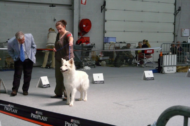 Falkindy Of haely's future - 1er EXCELLENT - CACS - RCACIB