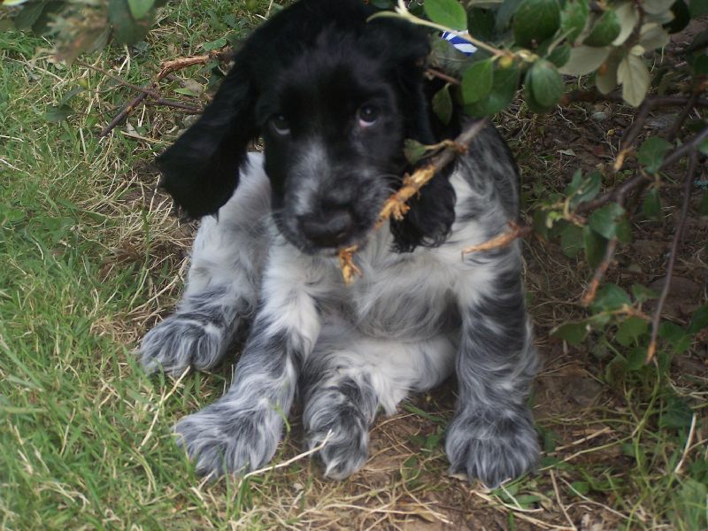 Vodka curacao de Quadragant