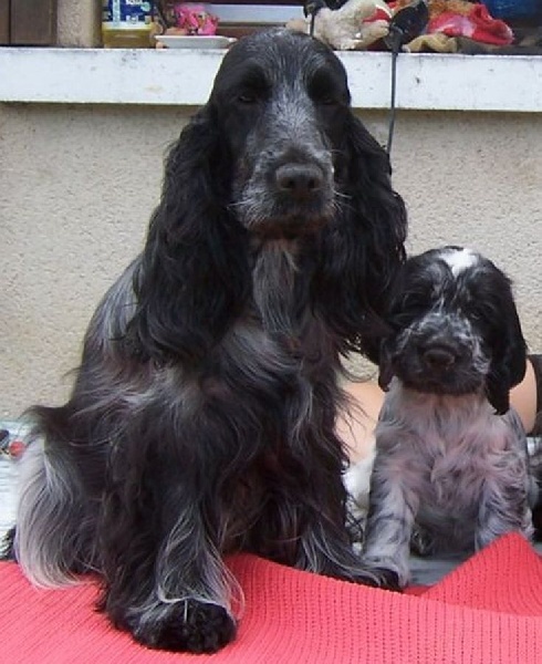 Vodka curacao de Quadragant