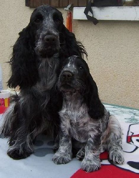 Vodka curacao de Quadragant