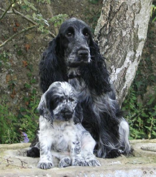 Vodka curacao de Quadragant