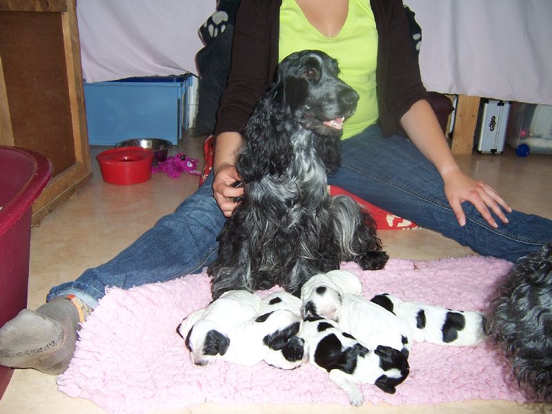 Vodka curacao de Quadragant