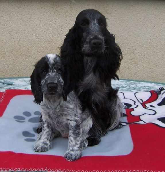 Vodka curacao de Quadragant