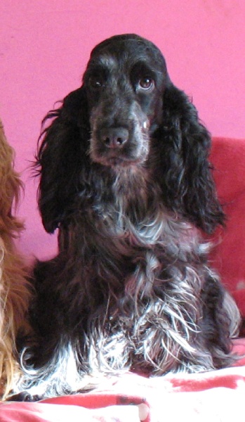 Vodka curacao de Quadragant