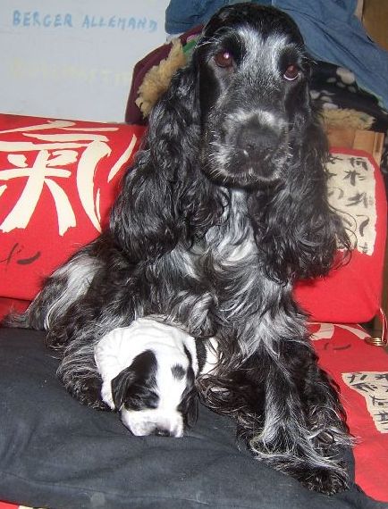 Vodka curacao de Quadragant