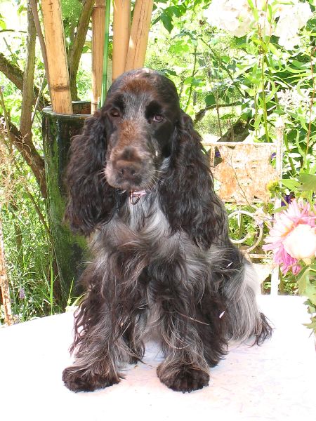 Vodka curacao de Quadragant