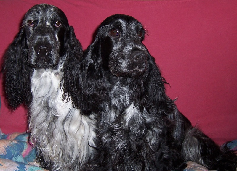 Vodka curacao de Quadragant