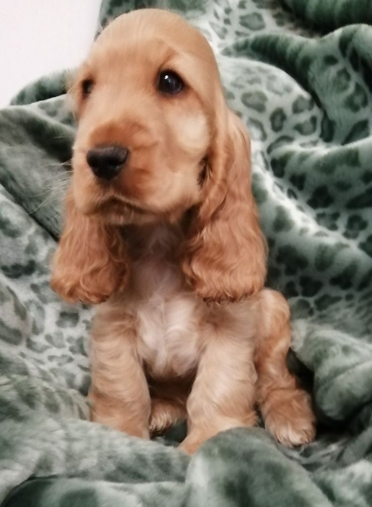 Chiot Cocker Spaniel Anglais, femelle disponible en Centre
