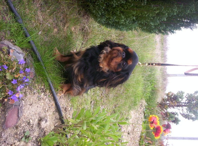 Publication : De l'etang aux grands aulnes Auteur : sabrina