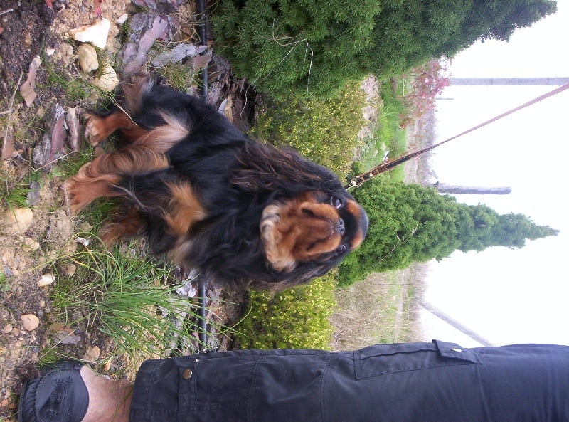 Publication : De l'etang aux grands aulnes Auteur : sabrina