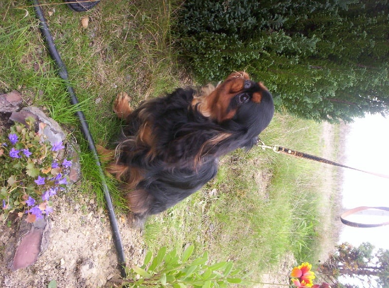 Publication : De l'etang aux grands aulnes Auteur : sabrina