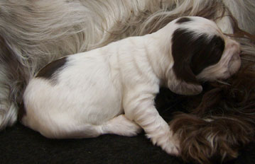 Charlotte au chocolat d'Al Ma Mour