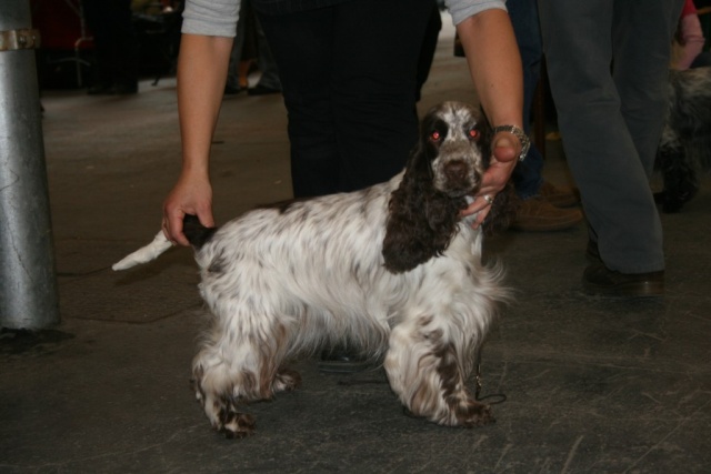 Charlotte au chocolat d'Al Ma Mour