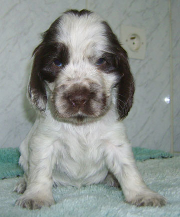 Charlotte au chocolat d'Al Ma Mour