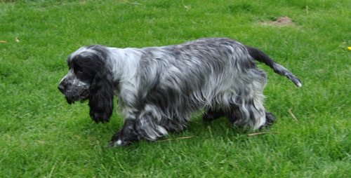 Eclipse de lune d'Al Ma Mour