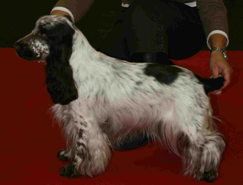 Charlotte au chocolat d'Al Ma Mour