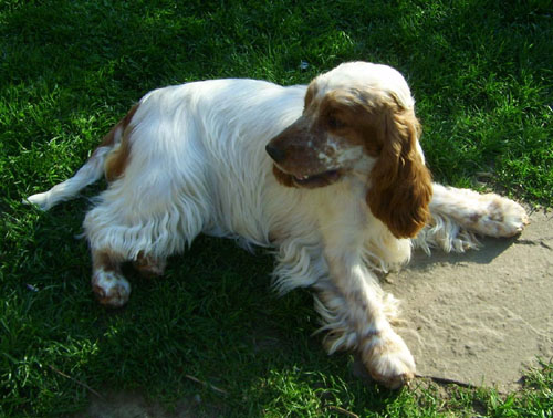Daisy mae d'Al Ma Mour