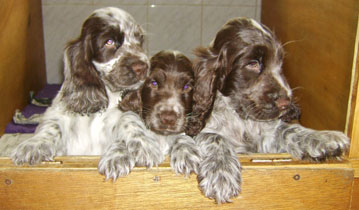 Charlotte au chocolat d'Al Ma Mour