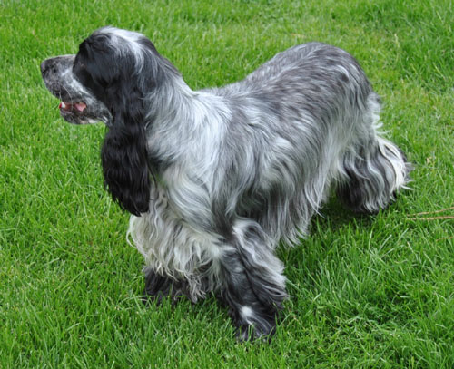 Eclipse de lune d'Al Ma Mour