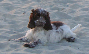 Charlotte au chocolat d'Al Ma Mour