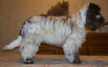 Charlotte au chocolat d'Al Ma Mour