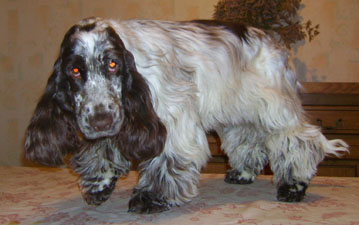 Charlotte au chocolat d'Al Ma Mour