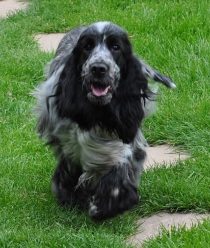 Eclipse de lune d'Al Ma Mour