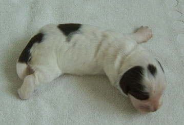 Charlotte au chocolat d'Al Ma Mour