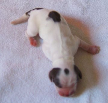 Charlotte au chocolat d'Al Ma Mour