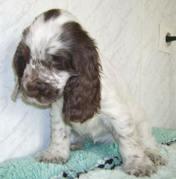 Charlotte au chocolat d'Al Ma Mour