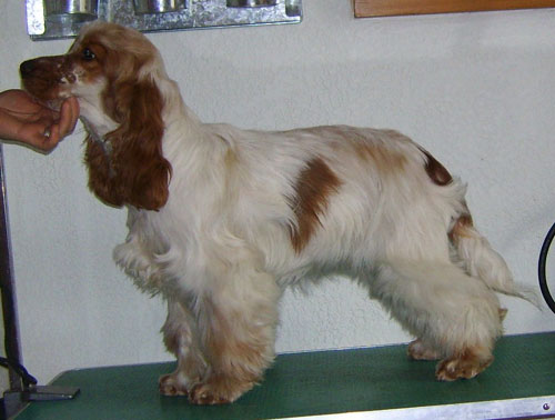 Daisy mae d'Al Ma Mour