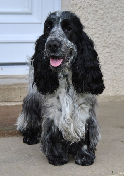 Eclipse de lune d'Al Ma Mour