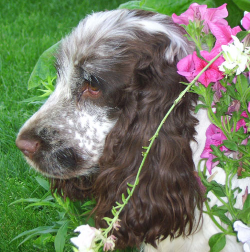 Charlotte au chocolat d'Al Ma Mour