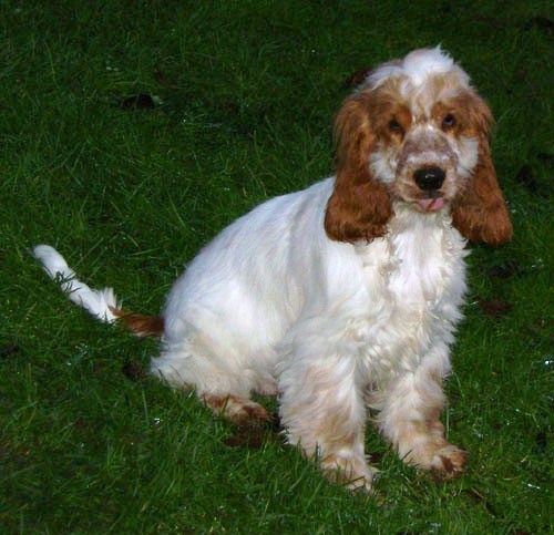 Daisy mae d'Al Ma Mour