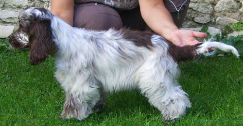 Charlotte au chocolat d'Al Ma Mour