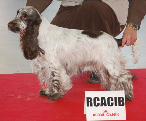 Charlotte au chocolat d'Al Ma Mour