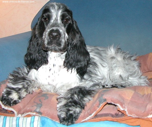 Anaïs anaïs d'Al Ma Mour