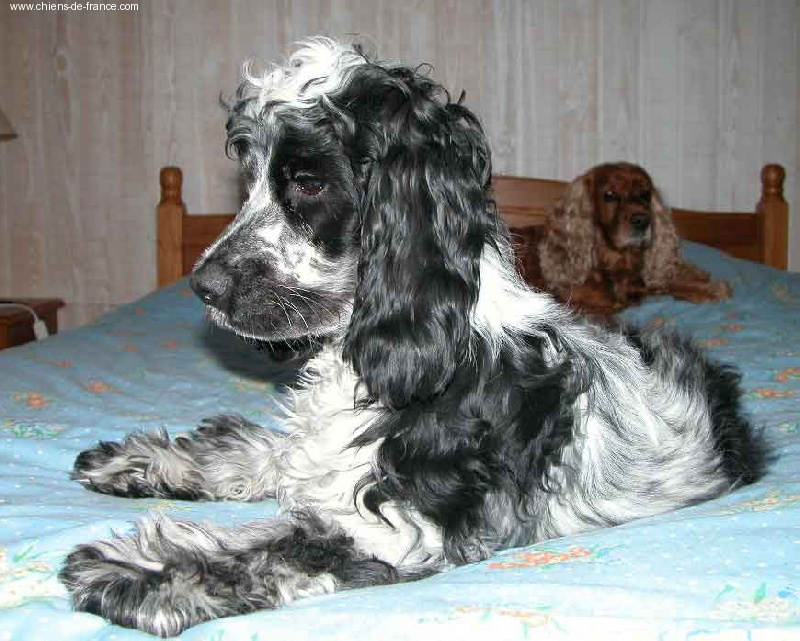 Anaïs anaïs d'Al Ma Mour