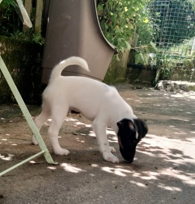 Les chiots de Fox Terrier Poil lisse