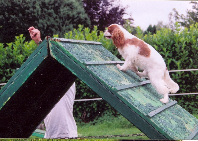 Publication : Du Bassin De La Chanterelle