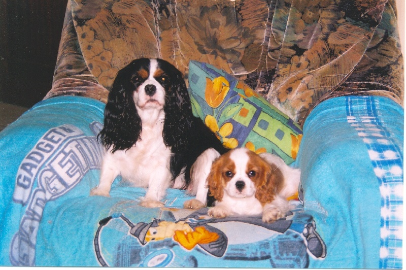 Publication : Du Bassin De La Chanterelle