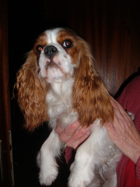 Publication : Du Bassin De La Chanterelle