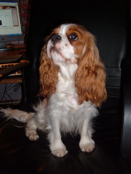 Publication : Du Bassin De La Chanterelle