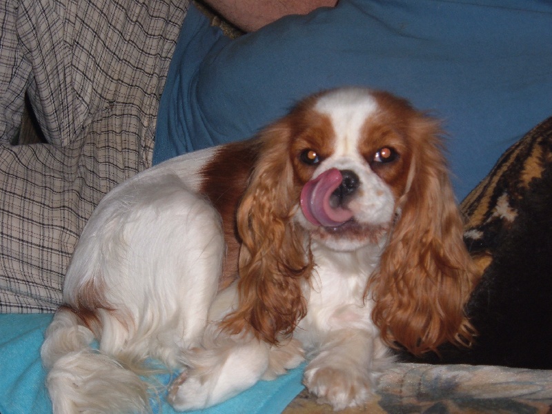 Publication : Du Bassin De La Chanterelle